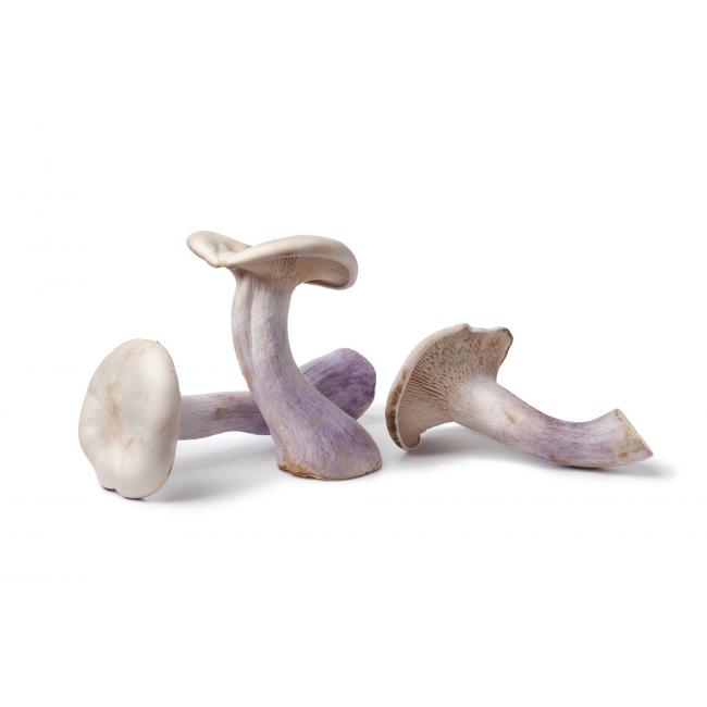 Wood blewit mushroom (pied bleu)