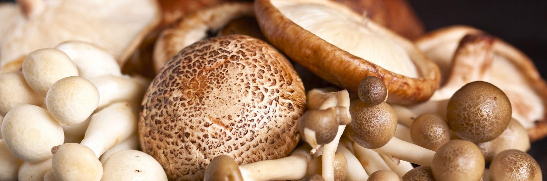 Golden enoki mushroom