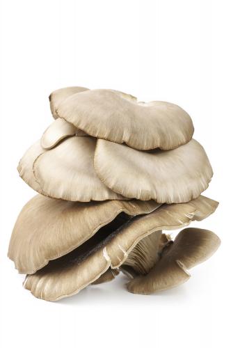 Grey oyster mushroom