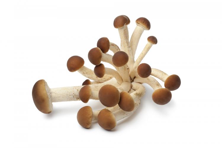 Poplar mushroom (Pioppino)