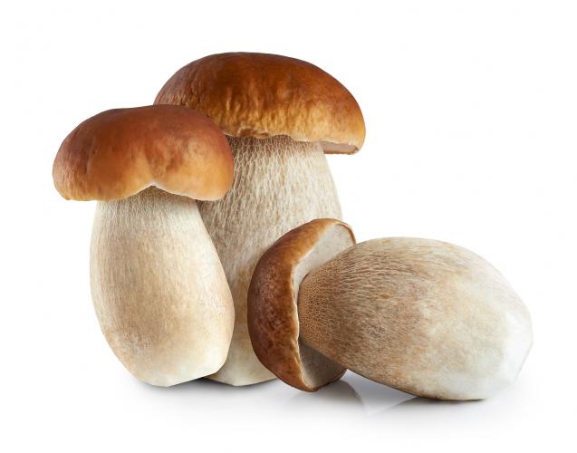Cep