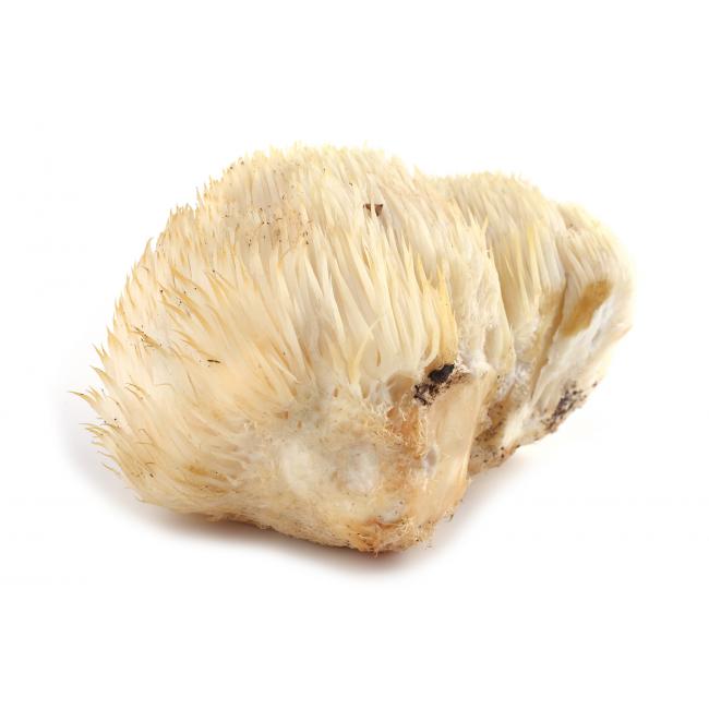 Lion’s mane mushroom (pom pom blanc)